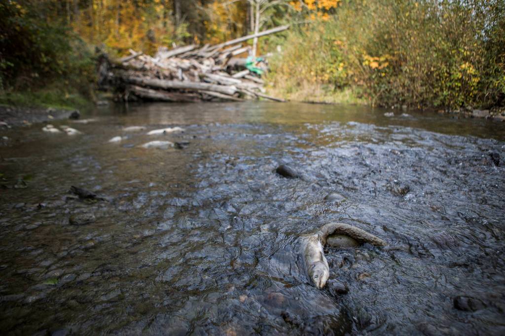 Salmon decompose near an engineered logjam on the Sultan River. (Olivia Vanni / The Herald)