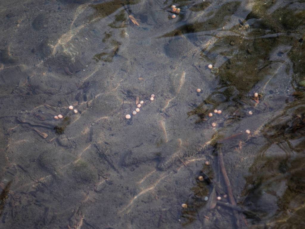 Salmon eggs at the edge of the Sultan River. (Olivia Vanni / The Herald)
