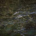 Salmon move up the Sultan River through a side stream and logjam engineered to help improve conditions for fish. (Olivia Vanni / The Herald)