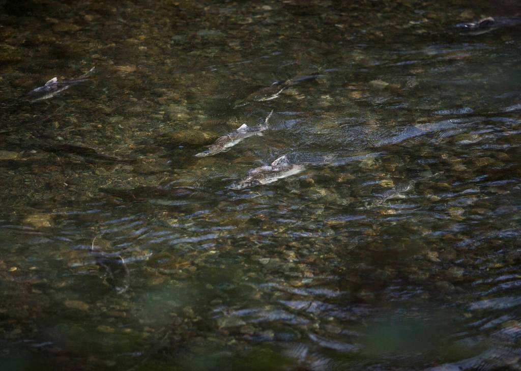 Salmon move up the Sultan River through a side stream and logjam engineered to help improve conditions for fish. (Olivia Vanni / The Herald)