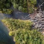 An overhead view of the main channel of the Sultan River (left) and an engineered logjam and side steam. (Olivia Vanni / The Herald)