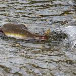 A pink salmon makes its way upstream along a side stream created to help improve conditions for fish in the Sultan River on Tuesday, Oct. 19, 2021 in Sultan, Wa. (Olivia Vanni / The Herald)