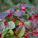 Wintergreen adds a pop of red to the garden all winter long. (Getty Images)