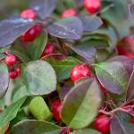 Wintergreen adds a pop of red to the garden all winter long. (Getty Images)