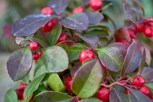 Wintergreen adds a pop of red to the garden all winter long. (Getty Images)