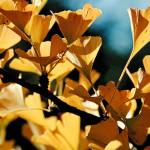 Ginkgo biloba "Autumn Gold" features brilliant fall color and scalloped leaves similar to those of maidenhair ferns. (Great Plant Picks)