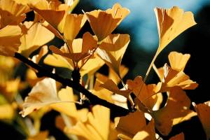 Ginkgo biloba "Autumn Gold" features brilliant fall color and scalloped leaves similar to those of maidenhair ferns. (Great Plant Picks)