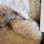 Old dogs like Merlin provide great company, even while snoring. (Jennifer Bardsley)