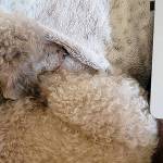 Old dogs like Merlin provide great company, even while snoring. (Jennifer Bardsley)