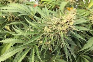 FILE - In this Sept. 30, 2016, file photo, a marijuana bud is seen before harvest at a rural area near Corvallis, Ore. On Wednesday, Oct. 13, 2021, the same day that Jackson County declared a state of emergency amid a sharp increase in illegal cannabis farms, police raided a site that had about two tons of processed marijuana and 17,500 pot plants. (AP Photo/Andrew Selsky, File)