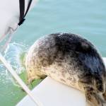 A rehabilitated harbor seal leaves a boat near Jetty Island. (PAWS)