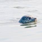 Harbor seal (PAWS)