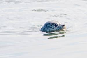Harbor seal (PAWS)