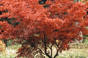 The green Japanese maple has one of the most brilliant reds of all Japanese maples come fall. (Great Plant Picks)