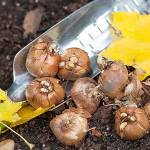 Crocus bulbs ready to plant in the fall garden.