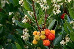 The strawberry tree is well known for its fruit, which bear some resemblance to the strawberry  hence the common name. (Richie Steffen)