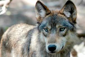 FILE - This July 16, 2004, file photo shows a gray wolf at the Wildlife Science Center in Forest Lake, Minn. The Biden administration said Wednesday, Sept. 15, 2021, that federal protections may need to be restored for gray wolves in the western U.S. after Republican-backed state laws made it much easier to kill the predators. (AP Photo/Dawn Villella, File)