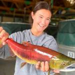 Chelbee Rosenkrance, of the Idaho Department of Fish and Game, holds a male sockeye salmon at the Eagle Fish Hatchery in Eagle, Idaho, in September, 2020. Idaho Wildlife officials said Aug. 10, 2021, that an emergency trap-and-truck operation of Idaho-bound endangered sockeye salmon, due to high water temperatures in the Snake and Salomon rivers, netted enough fish at the Granite Dam in eastern Washington, last month, to sustain an elaborate hatchery program. (Travis Brown / Idaho Department of Fish and Game via AP, file)