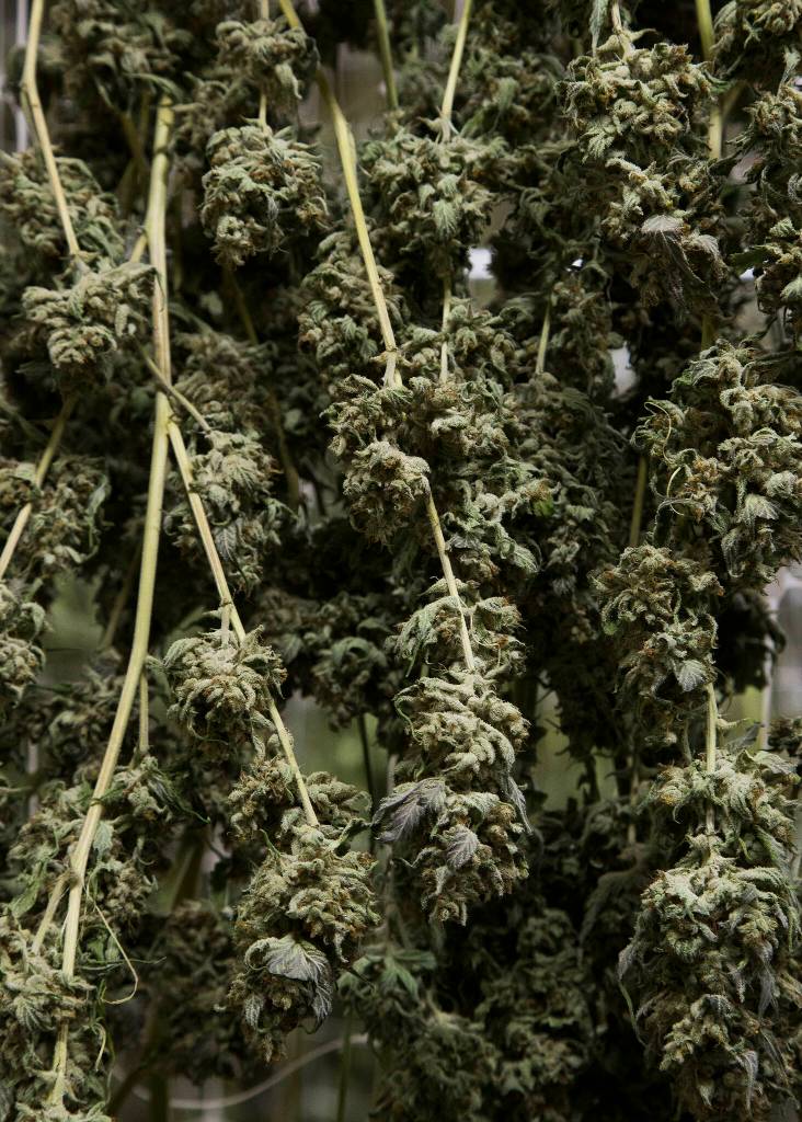 Green Haven clones and re-clones about 150 different strains of marijuana. (Andy Bronson / The Herald)