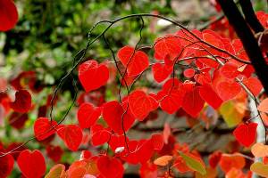 Disanthus cercidifolius (redbud hazel). (Richie Steffen)