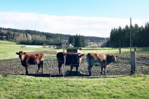 A southern view of the Gabelein Family Trust farmland with cattle visible in foreground. (Photo provided)
