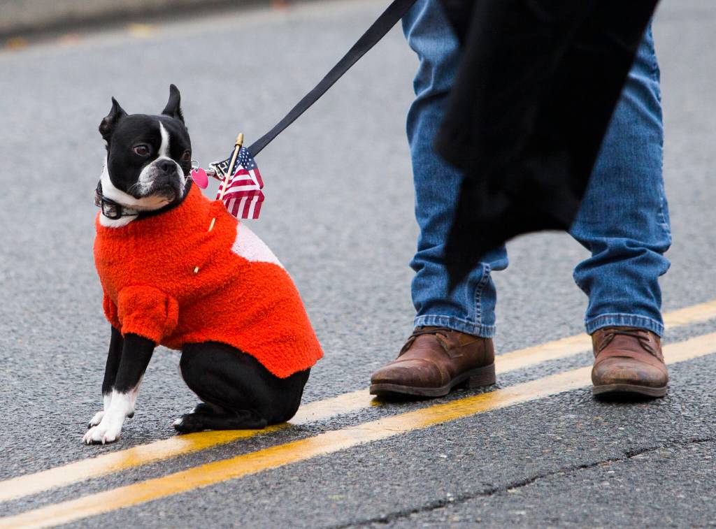 A dog wears a small American flag during the Veterans Day Parade on Thursday, Nov. 11, 2021 in Arlington, Wa. (Olivia Vanni / The Herald)