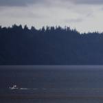 A police boat crosses Possession Sound on Wednesday to Hat Island, where the body of a man was found in Puget Sound. The kayaker was reported missing on Tuesday. (Olivia Vanni / Herald file)