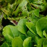 The Snohomish Conservation District is hosting a Lawns to Lettuce webinar Nov. 4 via Zoom. (Mark Mulligan / Herald file)