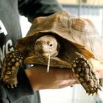 Critters & Co. Pet Center is home to a wide variety of unusual animals, such as this tortoise named Raja that could live to be over 100 years old. (Kira Erickson / South Whidbey Record)