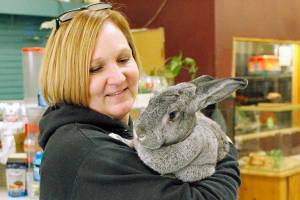 Flemish giant rabbit Sir Lancelot is held by Debbie Wilkie, owner of Critters & Co. Pet Center in Clinton. (Kira Erickson / South Whidbey Record)