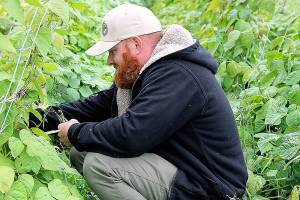 In this 2018 photo, Kyle Flack of Bell’s Farm harvests beans from the garden. (Laura Guido / Whidbey News Group file)