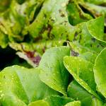 Mark Mulligan / Herald file
The Snohomish Conservation District is hosting a Lawns to Lettuce webinar Nov. 4 via Zoom.