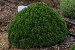 Hebe cupressoides Boughton Dome can be used in a rock garden or wherever cool, gray tones are needed in the sunny parts of your garden. (Richie Steffen)
