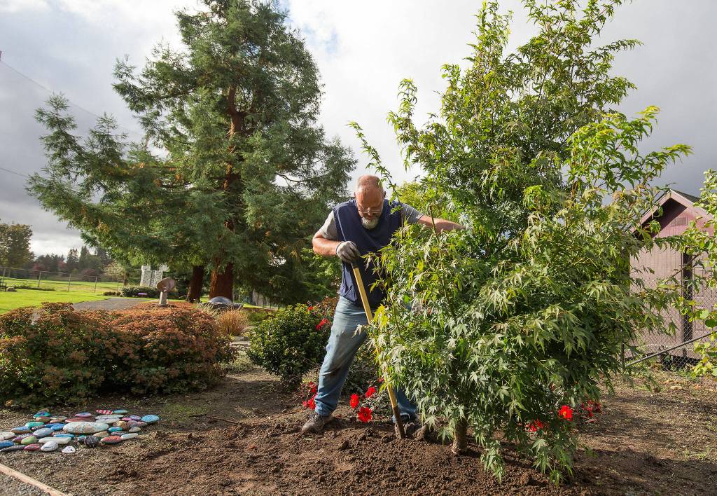 Volunteer Trevor Cameron pushes a japanese maple and fills in dirt around the base at the Evergreen Arboretum and Gardens on Wednesday, Oct. 6, 2021 in Everett, Washington. (Andy Bronson / The Herald)