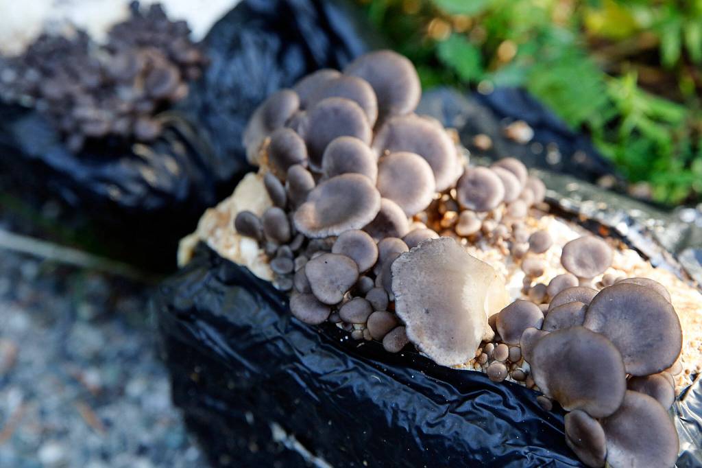 Saman Shareghi is growing organic mushrooms in his parents yard in Bothell. (Kevin Clark / The Herald)