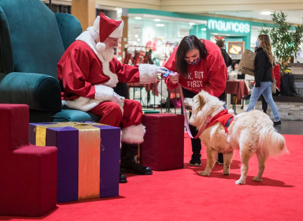 Rosie looks up at Santa while Alicia Mackenroth tries to get her to sit for photos during the Paws With Cause Pet Night at the Everett Mall on Dec. 2. (Olivia Vanni / The Herald)