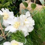 Camellias are plants with winter interest.