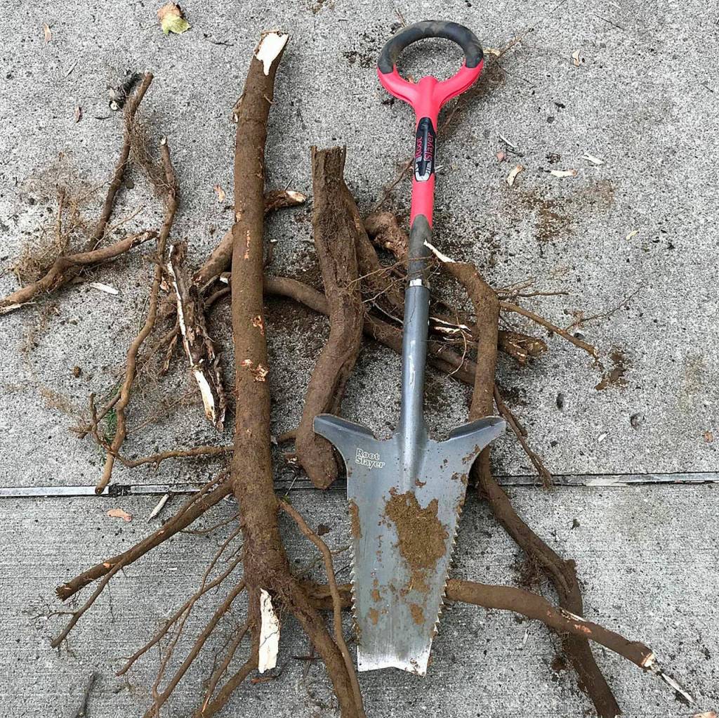 Root Slayer tools from Radius.