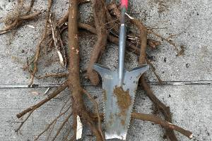 Steve Smith gift ideas for gardeners