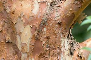 Orangebark Stewartia, Stewartia monadelpha,