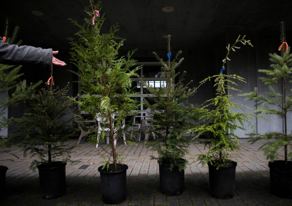 A variety of species of live Christmas trees is available at Adopt A Stream in Everett. (Olivia Vanni / The Herald)