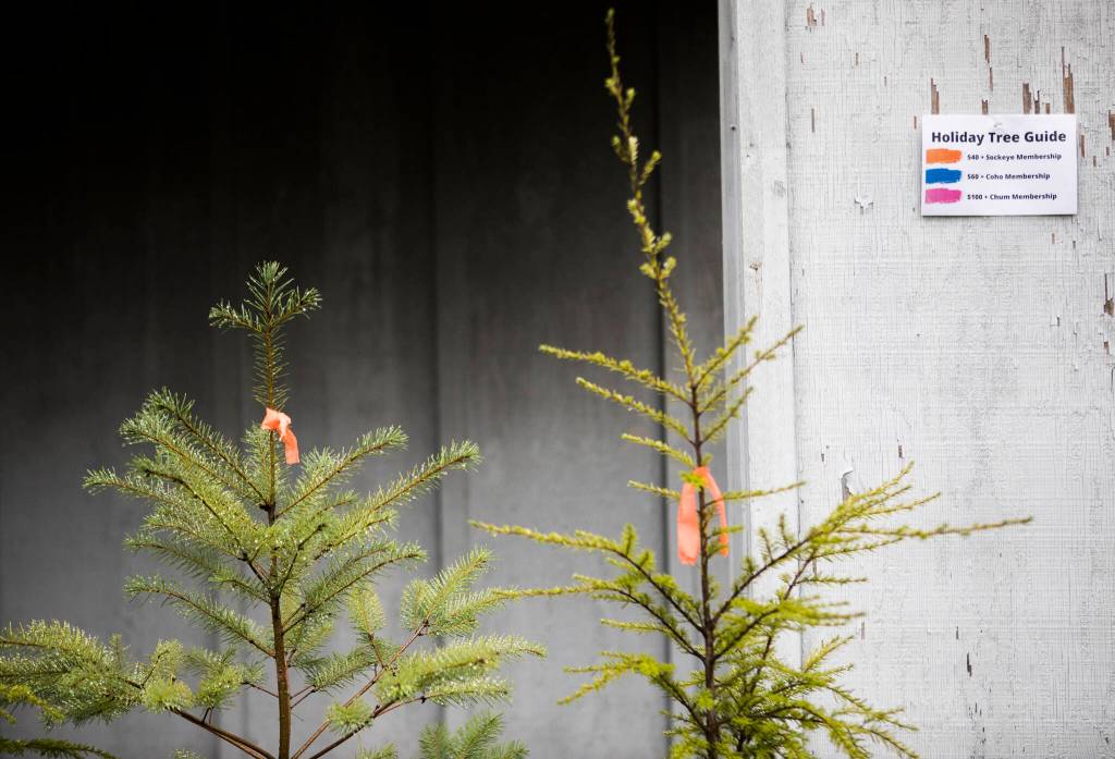 Trees available for purchase from Adopta A Stream in Everett. (Olivia Vanni / The Herald)