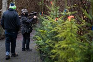 Brian Loomis and Michelle Moch browse for a live Christmas tree from Adopt A Stream on Tuesday, Dec. 7, 2021 in Everett, Wa. (Olivia Vanni / The Herald)