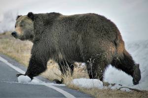 In this undated photo provided by the U.S. Fish and Wildlife Service is a grizzly bear just north of the National Elk Refuge in Grand Teton National Park, Wyo. Grizzly bears are slowly expanding the turf they roam in the northern Rocky Mountains but scientists say they need continued protections, They have also concluded that no other areas of the country would be suitable for the fearsome animals. The Fish and Wildlife Service on Wednesday, March 31, 2021, released its first assessment in nearly a decade on the status of grizzly bears in the contiguous U.S. (Joe Lieb/USFWS via AP)