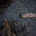 Water moves past a decomposing salmon carcass in the Olaf Strad stream in Arlington. (Olivia Vanni / The Herald)