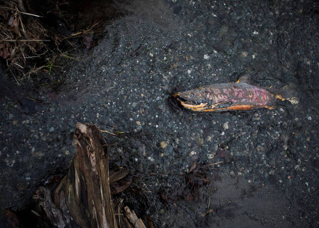 Water moves past a decomposing salmon carcass in the Olaf Strad stream in Arlington. (Olivia Vanni / The Herald)