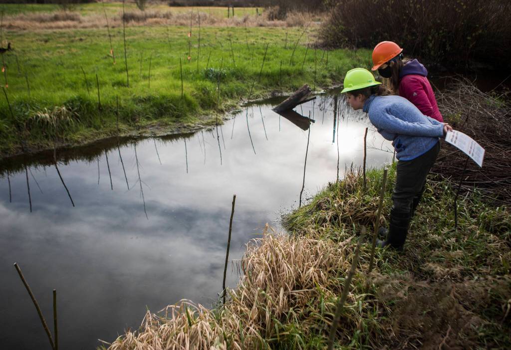 Nicole Vandeputte and Emma Atkinson look for small cutthroat trout darting around a deep pool in Arlington. (Olivia Vanni / The Herald)