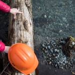 A coho salmon nest with eggs sits behind a log in Arlington. (Olivia Vanni / The Herald)