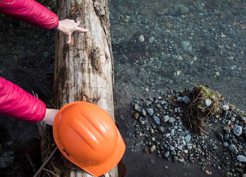 A coho salmon nest with eggs sits behind a log in Arlington. (Olivia Vanni / The Herald)