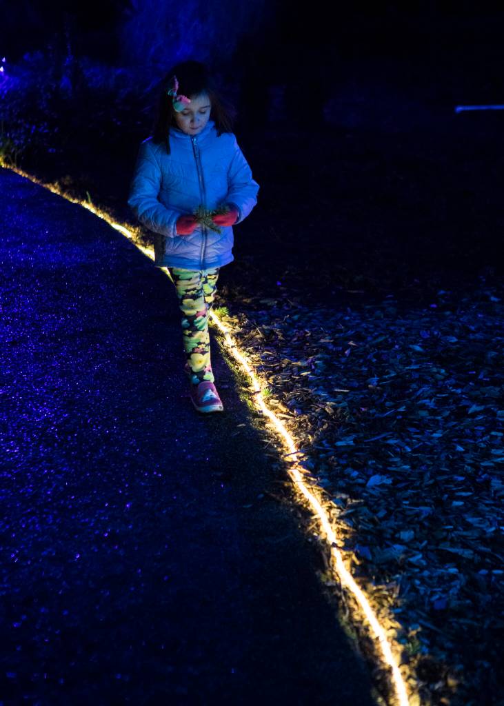 Belle Bresko, 4, walks along an illuminated path at Wintertide Lights in the Evergreen Arboretum in Everett. (Olivia Vanni / The Herald)